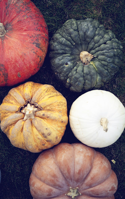 harvest-autumn-fall-pumpkins-colors-palette-inspiration
